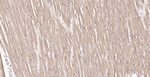 MFN1 Antibody in Immunohistochemistry (Paraffin) (IHC (P))