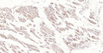 MFN1 Antibody in Immunohistochemistry (Paraffin) (IHC (P))