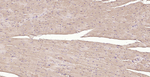 MFN1 Antibody in Immunohistochemistry (Paraffin) (IHC (P))