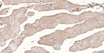 MFN1 Antibody in Immunohistochemistry (Paraffin) (IHC (P))