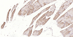 MFN1 Monoclonal Antibody (G4A3)