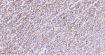ADAM10 Antibody in Immunohistochemistry (Paraffin) (IHC (P))