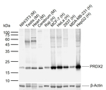 PRDX2 Monoclonal Antibody (A6F12)