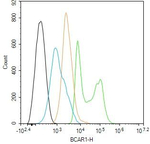 p130Cas Antibody in Flow Cytometry (Flow)