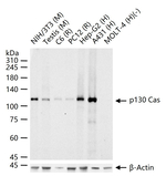 p130Cas Recombinant Rabbit Monoclonal Antibody (G9G1)