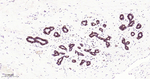 TROP2 Antibody in Immunohistochemistry (Paraffin) (IHC (P))