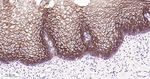 TROP2 Recombinant Rabbit Monoclonal Antibody (H2G11)