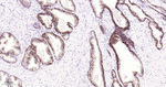 TROP2 Antibody in Immunohistochemistry (Paraffin) (IHC (P))