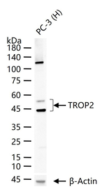 TROP2 Antibody in Western Blot (WB)
