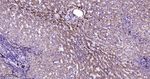 AMACR Antibody in Immunohistochemistry (Paraffin) (IHC (P))