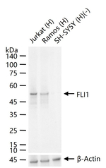 FLI1 Antibody in Western Blot (WB)