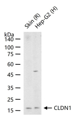 Claudin 1 Recombinant Rabbit Monoclonal Antibody (B5D10)
