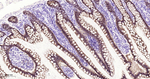 CDH17 Antibody in Immunohistochemistry (Paraffin) (IHC (P))