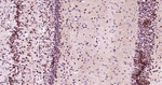 DYNLL1 Antibody in Immunohistochemistry (Paraffin) (IHC (P))