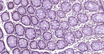 DYNLL1 Antibody in Immunohistochemistry (Paraffin) (IHC (P))