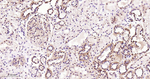 DYNLL1 Antibody in Immunohistochemistry (Paraffin) (IHC (P))