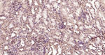 DYNLL1 Antibody in Immunohistochemistry (Paraffin) (IHC (P))