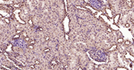 DYNLL1 Antibody in Immunohistochemistry (Paraffin) (IHC (P))