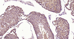DYNLL1 Antibody in Immunohistochemistry (Paraffin) (IHC (P))