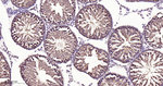 DYNLL1 Antibody in Immunohistochemistry (Paraffin) (IHC (P))