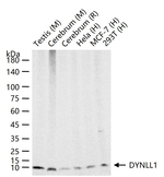DYNLL1 Antibody in Western Blot (WB)