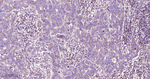 ABCE1 Recombinant Rabbit Monoclonal Antibody (A12F4)