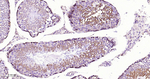ABCE1 Antibody in Immunohistochemistry (Paraffin) (IHC (P))