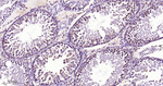 ABCE1 Antibody in Immunohistochemistry (Paraffin) (IHC (P))