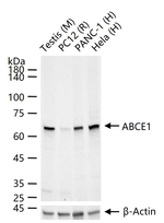 ABCE1 Antibody in Western Blot (WB)