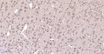 PTPN2 Antibody in Immunohistochemistry (Paraffin) (IHC (P))