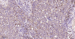 PTPN2 Antibody in Immunohistochemistry (Paraffin) (IHC (P))