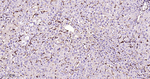 PTPN2 Antibody in Immunohistochemistry (Paraffin) (IHC (P))