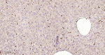 PTPN2 Antibody in Immunohistochemistry (Paraffin) (IHC (P))