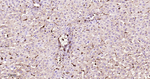 PTPN2 Antibody in Immunohistochemistry (Paraffin) (IHC (P))