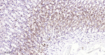 PTPN2 Antibody in Immunohistochemistry (Paraffin) (IHC (P))