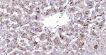 Catalase Antibody in Immunohistochemistry (Paraffin) (IHC (P))