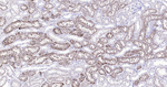 Catalase Antibody in Immunohistochemistry (Paraffin) (IHC (P))