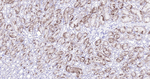 Catalase Recombinant Mouse Monoclonal Antibody (4A8)