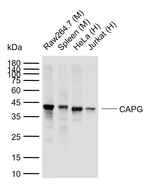 CAPG Antibody in Western Blot (WB)