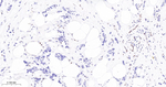 JunB Antibody in Immunohistochemistry (Paraffin) (IHC (P))