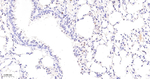 JunB Antibody in Immunohistochemistry (Paraffin) (IHC (P))