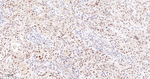 JunB Antibody in Immunohistochemistry (Paraffin) (IHC (P))