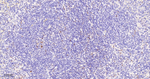 JunB Antibody in Immunohistochemistry (Paraffin) (IHC (P))