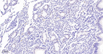 JunB Antibody in Immunohistochemistry (Paraffin) (IHC (P))