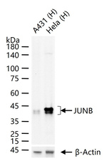 JunB Antibody in Western Blot (WB)