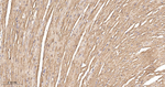 PCK2 Antibody in Immunohistochemistry (Paraffin) (IHC (P))