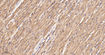 PCK2 Antibody in Immunohistochemistry (Paraffin) (IHC (P))