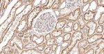PCK2 Antibody in Immunohistochemistry (Paraffin) (IHC (P))