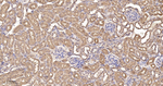 PCK2 Antibody in Immunohistochemistry (Paraffin) (IHC (P))