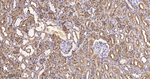 PCK2 Antibody in Immunohistochemistry (Paraffin) (IHC (P))